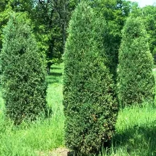 thumbnail for publication: Juniperus scopulorum: Rocky Mountain Juniper